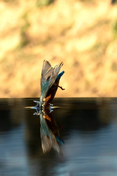 成年雌性普通翠鸟在冬日下午的最后一盏灯下在河里钓鱼 — 图库照片