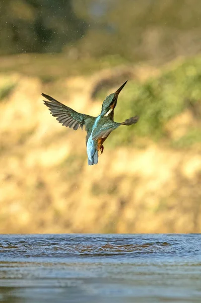 Adult Female Common Kingfisher Fishing River Last Light Afternoon Winter — Stock fotografie