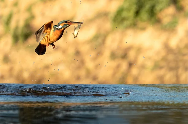 Adult Female Common Kingfisher Fishing River Last Light Afternoon Winter — Stockfoto