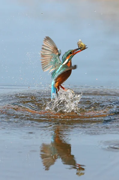 Adulto Fêmea Common Kingfisher Pesca Rio Última Luz Tarde Dia — Fotografia de Stock