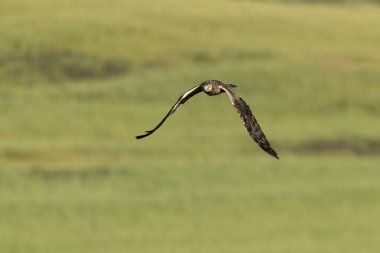 Montagu 'nun dişisi sabahın ilk ışıklarıyla üreme bölgesinde uçuyor.