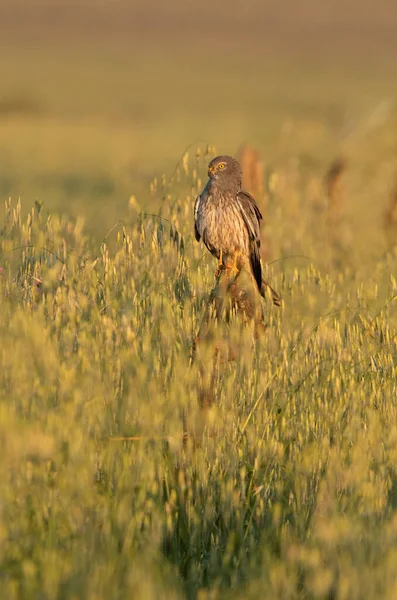 Ausgewachsenes Männchen Der Montagu Rohrweihe Ersten Frühlingstag Einer Getreidesteppe Zentralspanien — Stockfoto