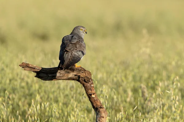 Adult Male Montagu Harrier First Light Spring Day Cereal Steppe — Stockfoto