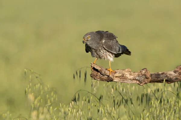 Adult Male Montagu Harrier First Light Spring Day Cereal Steppe — Stockfoto