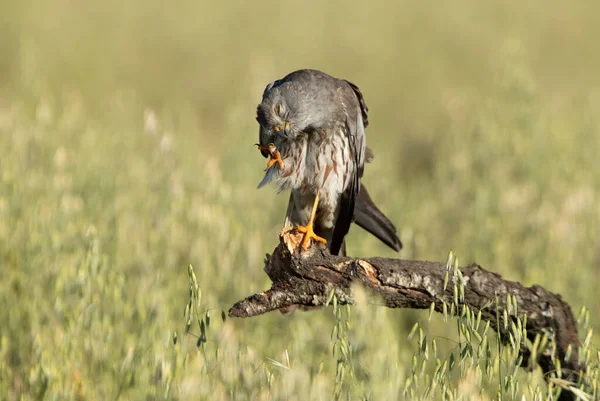 Ausgewachsenes Männchen Der Montagu Rohrweihe Ersten Frühlingstag Einer Getreidesteppe Zentralspanien — Stockfoto