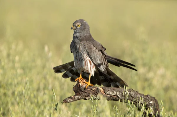 Adult Male Montagu Harrier First Light Spring Day Cereal Steppe — Stock Photo, Image