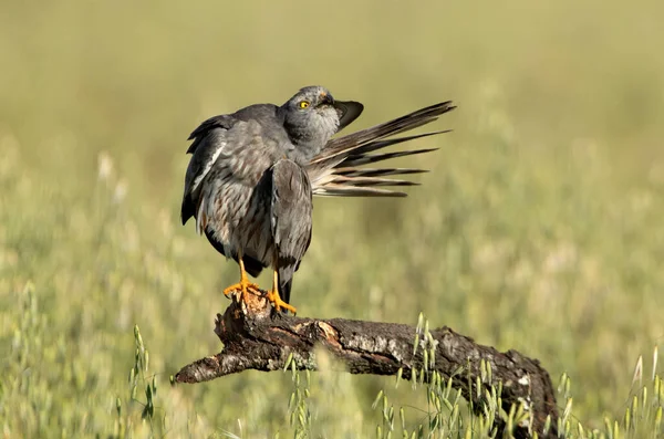 Adult Male Montagu Harrier First Light Spring Day Cereal Steppe — Foto de Stock