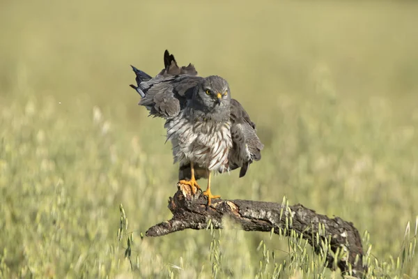 Adult Male Montagu Harrier Cereal Steppe Central Spain His Breeding — Foto de Stock
