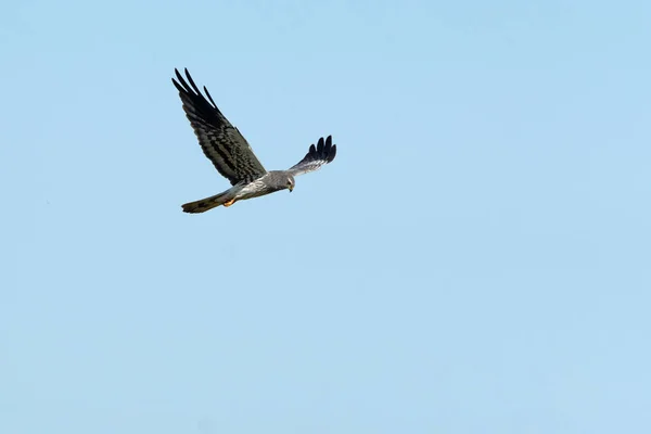 Macho Adulto Montagus Harrier Volando Territorio Cría Primera Luz Día — Foto de Stock