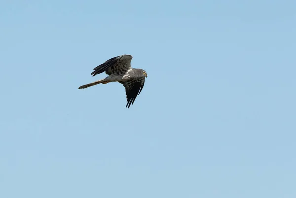 Dospělý Pes Montagus Harrier Letící Svém Území Úsvitu Jaře Poli — Stock fotografie