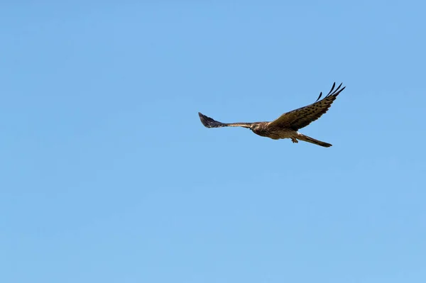 Harrier Femelle Montagu Volant Dans Son Territoire Reproduction Avec Première — Photo