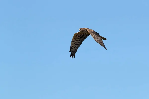 Montagu Kiekendief Vrouwtje Vliegt Haar Broedgebied Met Het Eerste Licht — Stockfoto