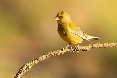 Avrupa yeşil ispinozunun erkeği, sabahın ilk ışıklarıyla meşe ormanında