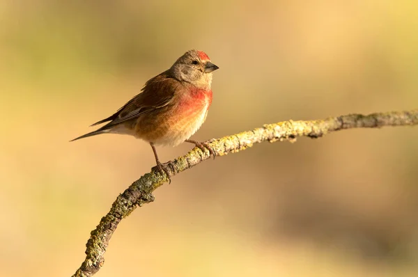 Adult Male Common Linnet Rutting Plumage Early Morning Light — Stock Photo, Image