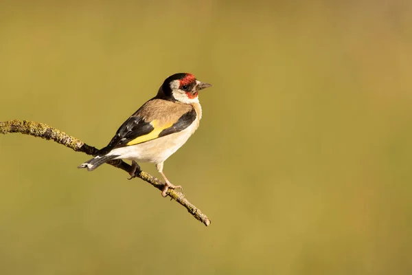 European Goldfinch Natural Water Point Summer First Light Day — Stock Photo, Image