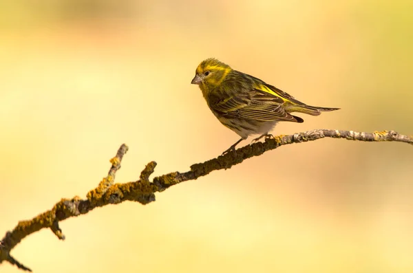 European Serin Last Lights Afternoon Spring Day Innkeeper Mediterranean Forest — Stock Photo, Image