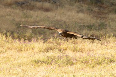 Akdeniz ormanlarında uçan kara akbaba sabahın ilk ışıklarıyla birlikte