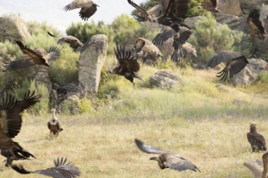 Akdeniz ormanlarında uçan kara akbaba sabahın ilk ışıklarıyla birlikte
