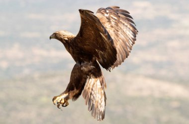 Yetişkin erkek altın kartal sabahın ilk ışıklarıyla en sevdiği gözetleme kulesine doğru uçuyor.