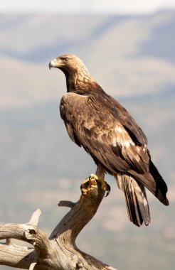Yetişkin erkek altın kartal, en sevdiği yerde, Akdeniz 'deki bir dağ ekosisteminde günün ilk ışıklarıyla