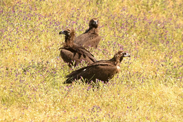 Black Vulture First Light Day Mediterranean Montane Ecosystem Spring — Stock Photo, Image