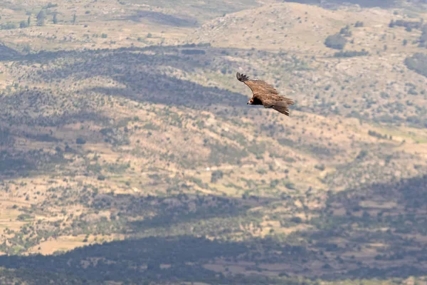 Vautour Noir Vol Dans Une Zone Forêt Méditerranéenne Avec Première — Photo