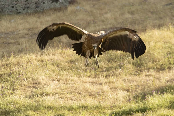 Griffon Vulture Landing Mediterranean Mountain Forest First Light Spring Day — Stockfoto