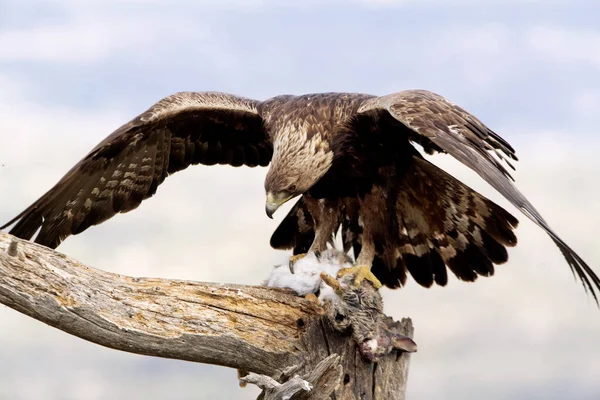 Águila Dorada Macho Adulta Punto Vista Favorito Con Primera Luz — Foto de Stock