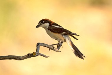 Baharda çiftleşme bölgesinin ilk ışıklarıyla çiftleşen erkek orman örümceği.
