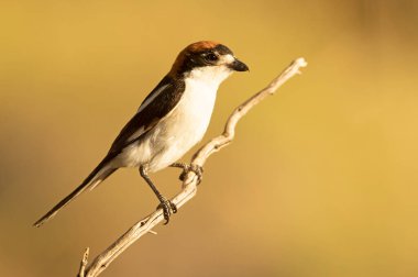 Baharda çiftleşme bölgesinin ilk ışıklarıyla çiftleşen erkek orman örümceği.