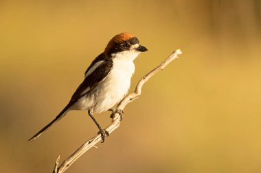 Baharda çiftleşme bölgesinin ilk ışıklarıyla çiftleşen erkek orman örümceği.