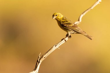 Akdeniz ormanlarındaki bir hancıda bahar gününün son ışıklarıyla Avrupalı bir serin