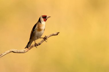 Avrupa ispinozu, yazın, günün son ışıklarıyla birlikte, doğal bir su birikintisi yakınında.