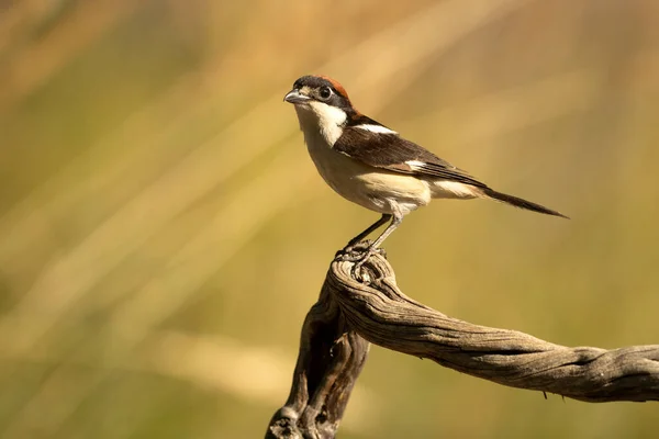 Férfi Woodchat Shrike Ruting Tollazat Első Fénynél Tenyésztési Területén Tavasszal — Stock Fotó