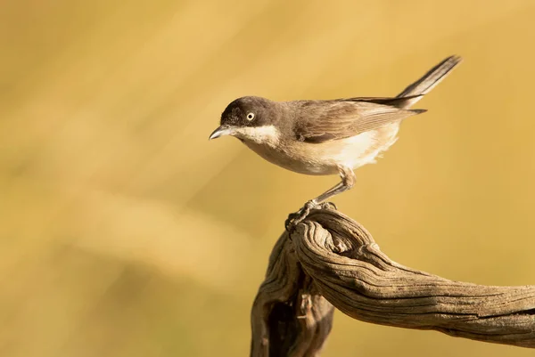 Westelijke Orfese Warbler Mannetje Rutting Verenkleed Bij Het Eerste Daglicht — Stockfoto