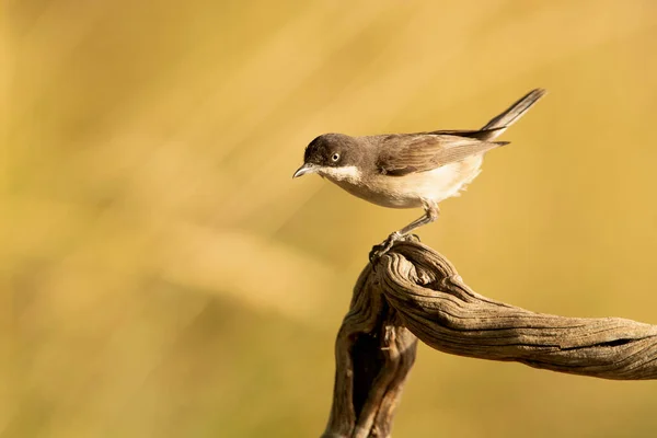 Westelijke Orfese Warbler Mannetje Rutting Verenkleed Bij Het Eerste Daglicht — Stockfoto