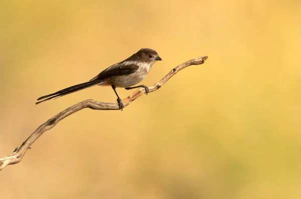 Long Tailed Tit Mediterranean Forest First Light Day Branch — Stockfoto