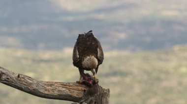 Adult male Golden eagle in his favorite perch within his breeding territory with the first light of a spring day eating a prey