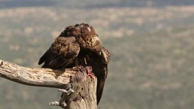 Adult male Golden eagle in his favorite perch within his breeding territory with the first light of a spring day eating a prey