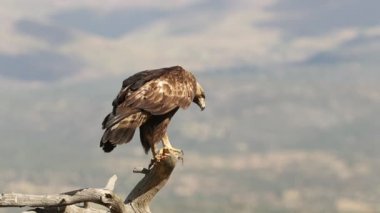 Yetişkin erkek Altın Kartal en sevdiği gözetleme kulesinde şafak sökerken Akdeniz ormanının dağlık bölgesinde