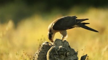 Yetişkin erkek Kızıl Gözlü Kuzeyli Şahin bir yaz akşamüstü meşe ve çam ormanlarında yeni yakalanan avları yiyor.