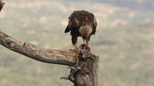 Adult Male Golden Eagle His Favorite Perch His Breeding Territory — Vídeos de Stock