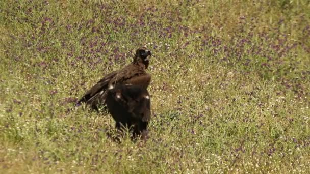 Black Vulture Spring Surrounded Flowers First Light Dawn Mountainous Area — Stock Video