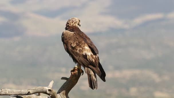 Aigle Royal Mâle Adulte Sur Tour Guet Préférée Avec Première — Video