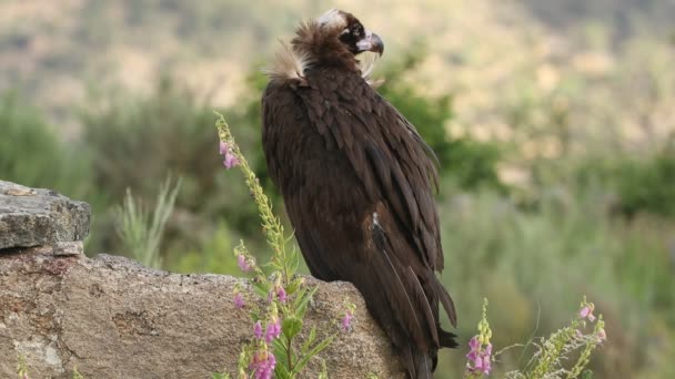 Black Vulture Spring Surrounded Flowers First Light Dawn Mountainous Area — Stock Video