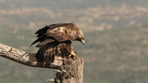 Adult Male Golden Eagle His Favorite Perch His Breeding Territory — Stockvideo