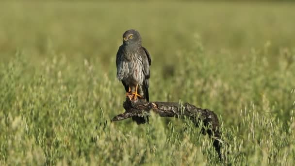 大人男性Montagus Harrier上の彼のお気に入りのPerch Preeningで早朝光上のシリアルステップで春 — ストック動画