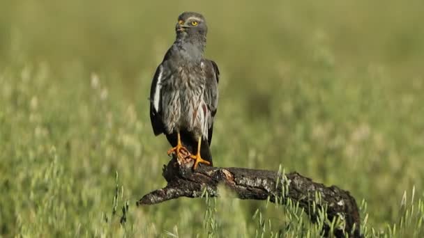 Adult Male Montagus Harrier His Favorite Perch Preening Early Morning — Stock Video