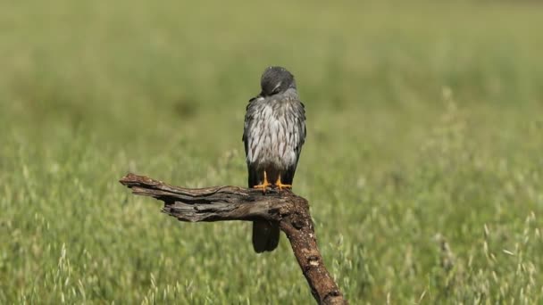 Dorosły Mężczyzna Montagus Harrier Jego Ulubionej Okoni Preening Rannym Świetle — Wideo stockowe