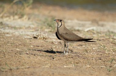 İspanya 'nın merkezinde bir gölde yakalı pratincole sıcak bir yaz gününün son ışıklarıyla